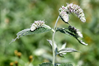 Mentha longifolia (L.) Huds.